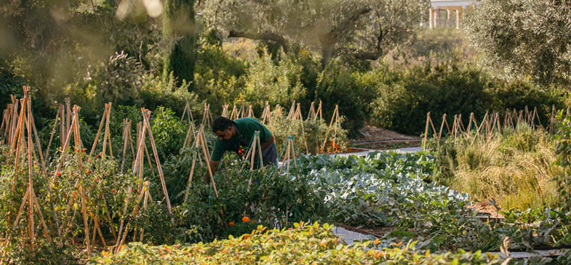 Garden